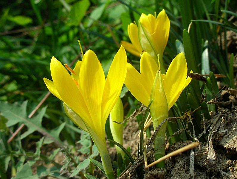 Sternbergia lutea / Zafferanastro giallo
